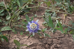 Passiflora mooreana