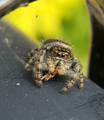 Phidippus audax