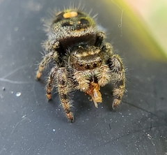 Phidippus audax