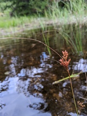 Juncus greenei
