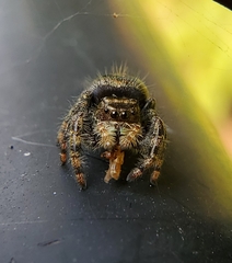 Phidippus audax
