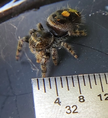 Phidippus audax