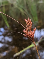 Juncus greenei