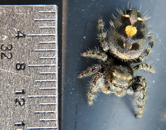 Phidippus audax