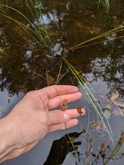 Juncus greenei