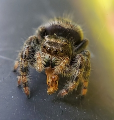 Phidippus audax