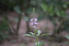 Pitraea cuneato-ovata