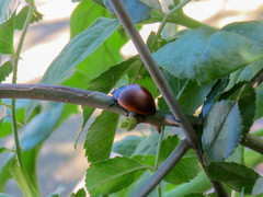 Aegithus clavicornis