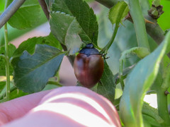 Aegithus clavicornis