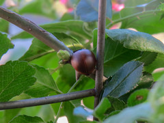 Aegithus clavicornis