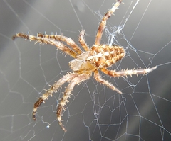 Araneus diadematus