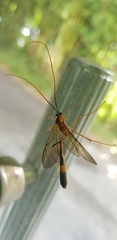 Stauropoctonus bombycivorus