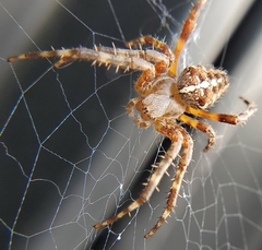 Araneus diadematus
