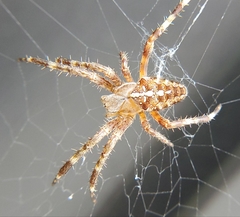 Araneus diadematus