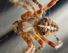 Araneus diadematus