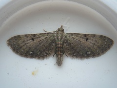 Eupithecia tripunctaria