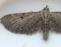 Eupithecia tripunctaria