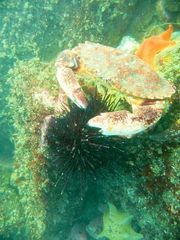 Strongylocentrotidae