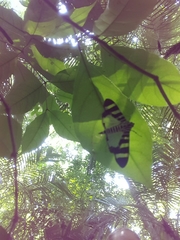 Lypotigris reginalis