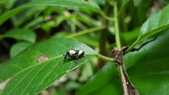 Peridinetus distinctus