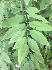 Fraxinus quadrangulata