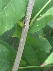Fraxinus quadrangulata