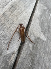 Ochrocydus huttoni