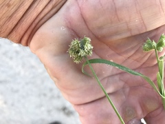 Dactyloctenium radulans