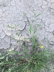 Dactyloctenium radulans