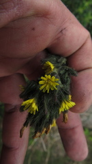 Hieracium avilae