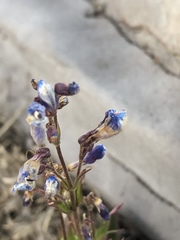 Penstemon whippleanus