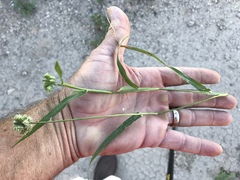 Dactyloctenium radulans