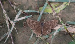 Emesis ocypore zelotes