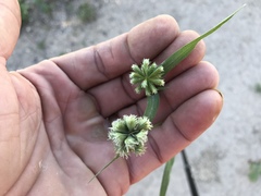 Dactyloctenium radulans