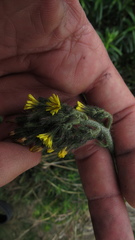 Hieracium avilae