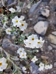 Euploca confertifolia