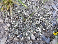 Euploca confertifolia