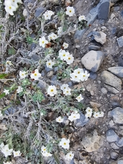 Euploca confertifolia