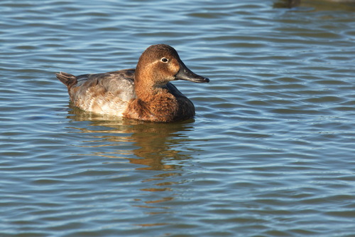 Porrón europeo (Aythya ferina)