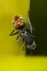 Polyrhachis vermiculosa