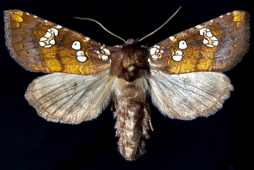 Water-hemlock Borer Moth photo 2