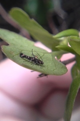 Zapyrastra calliphana