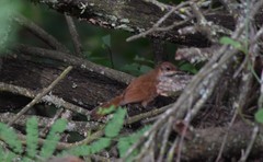 Tarphonomus certhioides