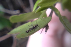 Zapyrastra calliphana