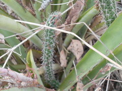 Praecereus euchlorus