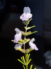 Conradina canescens image