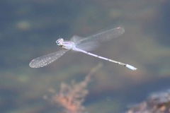 Enallagma semicirculare