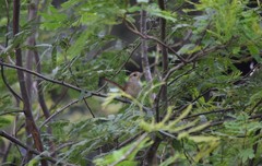 Phacellodomus sibilatrix