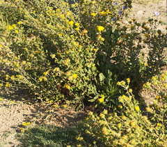 Grindelia squarrosa
