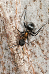 Polyrhachis ornata